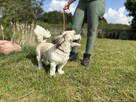 Laki wyjatkowy pies dla odpowiedniego opiekuna Bełchatów - 6