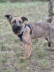 Melek - trzymiesięczny, nieśmiały SZCZENIAK adopcja - 3
