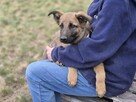 Melek - trzymiesięczny, nieśmiały SZCZENIAK adopcja - 4