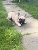 Buldog francuski szuka domu - 2