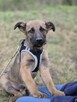 Melek - trzymiesięczny, nieśmiały SZCZENIAK adopcja