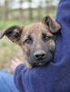 Melek - trzymiesięczny, nieśmiały SZCZENIAK adopcja - 5