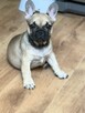 Buldog francuski szuka domu