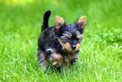 szczenięta Yorkshire Terrier - 2