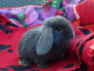 Niebieskie samiczki mini lop - 4