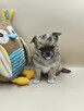 Chihuahua piękny długowłosy piesek rodowód ZKWP
