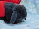 Niebieskie samiczki mini lop - 8