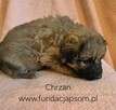 Chrzan - 5