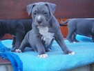 Śliczny Amstaff szuka domu - 1 Śliczny Amstaff szuka domu -