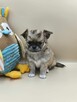 Chihuahua piękny długowłosy piesek rodowód ZKWP - 4