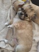 Chihuahua piękny długowłosy piesek rodowód ZKWP - 3