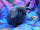 Niebieskie samiczki mini lop - 3