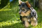 szczenięta Yorkshire Terrier