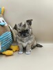 Chihuahua piękny długowłosy piesek rodowód ZKWP - 2