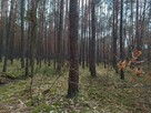 Las sosnowy 3,24 ha - Zacharzów/Radzanów, woj. mazowieckie - 6