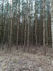 Las sosnowy 3,24 ha - Zacharzów/Radzanów, woj. mazowieckie - 8