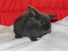 Baranki mini lop - 6