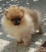 Piękna Pomeranianka - 8