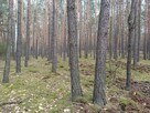 Las sosnowy 3,24 ha - Zacharzów/Radzanów, woj. mazowieckie - 4