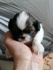 Pieski SHIH-TZU - 2