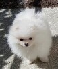 Piękna Pomeranianka - 3
