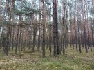 Las sosnowy 3,24 ha - Zacharzów/Radzanów, woj. mazowieckie - 3