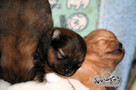 Pomeranian # FCI # suczka # - 3