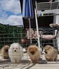 Piękna Pomeranianka - 6