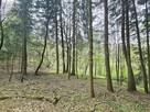 Działka leśna Ostrusza gm. Ciężkowice - 9