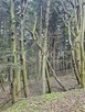 Działka leśna Ostrusza gm. Ciężkowice - 11