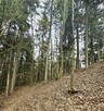 Działka leśna Ostrusza gm. Ciężkowice - 12