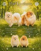 Pomeranian # FCI # suczka # - 2