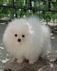 Piękna Pomeranianka - 7