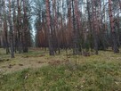 Las sosnowy 3,24 ha - Zacharzów/Radzanów, woj. mazowieckie - 2