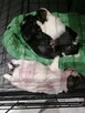 Pieski SHIH-TZU - 5