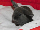 Baranki mini lop - 11