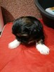 Pieski SHIH-TZU - 3