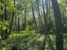 Działka 1,46 ha w Błędnicy – budowlano-leśna, media przy dzi - 7