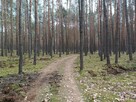 Las sosnowy 3,24 ha - Zacharzów/Radzanów, woj. mazowieckie - 5