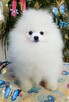 Piękna Pomeranianka - 2