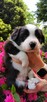 Szczeniak Border Collie FCI /ZKwP - 5