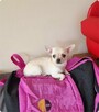 Chihuahua śliczny kremowo biały piesek Apollo - 3