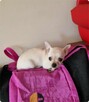 Chihuahua śliczny kremowo biały piesek Apollo - 4