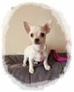 Chihuahua śliczny kremowo biały piesek Aramis - 3