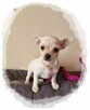 Chihuahua śliczny kremowo biały piesek Aramis - 4
