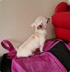 Chihuahua śliczny kremowo biały piesek Apollo - 5