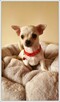 Chihuahua śliczny kremowo biały piesek Aramis - 2