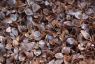 Fagosept granulat do toalet turystycznych 10kg - 2