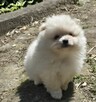Szpic miniaturowy pomeranian suczka - 7
