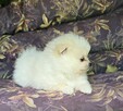 Szpic miniaturowy pomeranian suczka - 6